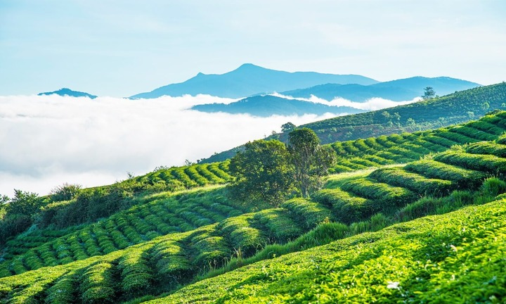 Đồi chè Tâm Châu Bảo Lộc có gì hấp dẫn?