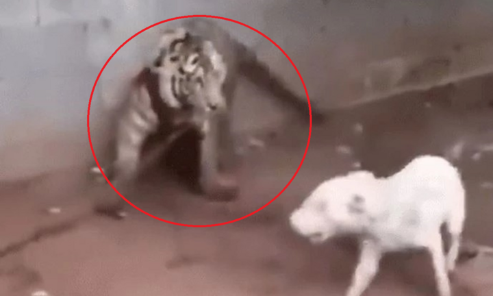 Clip: Thấy hổ bị xích, chó nhà