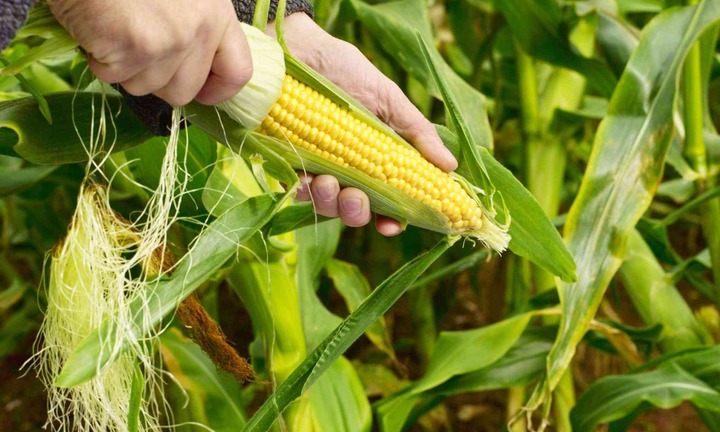 Thứ người Việt thường vứt bỏ sau khi thu hoạch ngô lại là