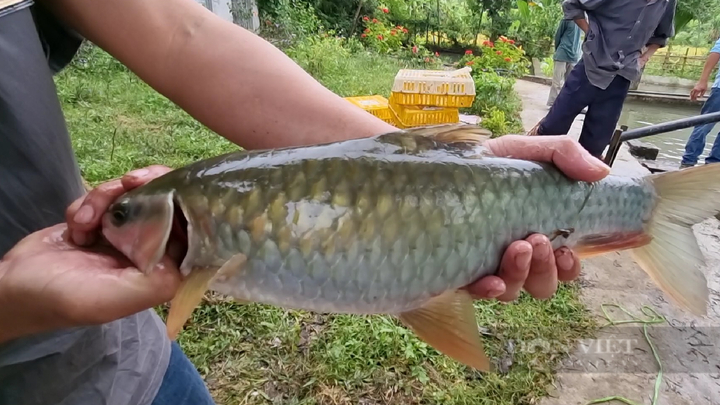 Ông nông dân thoát nghèo nhờ nuôi loài cá quý hiếm 