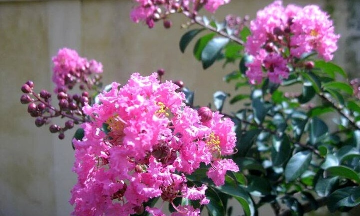 Có nên trồng cây hoa tường vi trong nhà không?