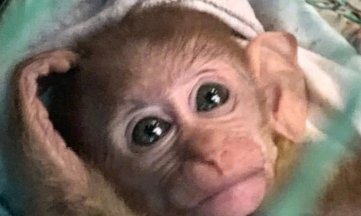 Mua khỉ vàng bị thương về nuôi, bất ngờ phát hiện là loài quý hiếm