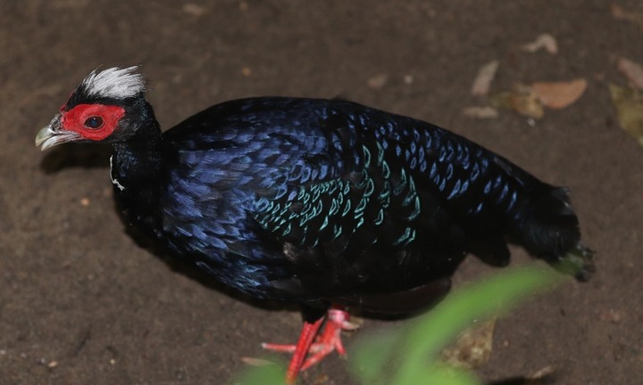 Mê mẩn loài động vật quý hiếm bậc nhất chỉ có ở Việt Nam, số lượng chưa đến 50 con