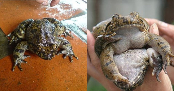 Điểm đặc biệt của loài ếch 