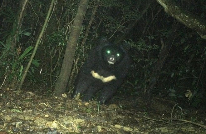 Quảng Trị: Phát hiện gấu ngựa quý hiếm ở khu bảo tồn thiên nhiên Bắc Hướng Hóa