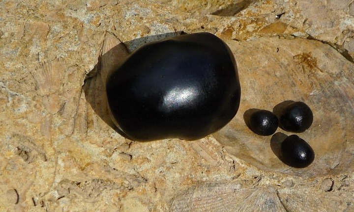 Loại “tiên dược” vua chúa thời xưa dùng để chữa yếu sinh lý, vừa lạ vừa quen