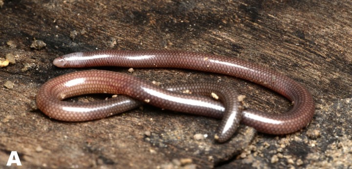 Bí ẩn loài vật