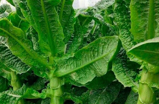 Loại rau xưa để “tiến vua” nay bán 400.000 đồng/kg, nay là đặc sản vạn người mê