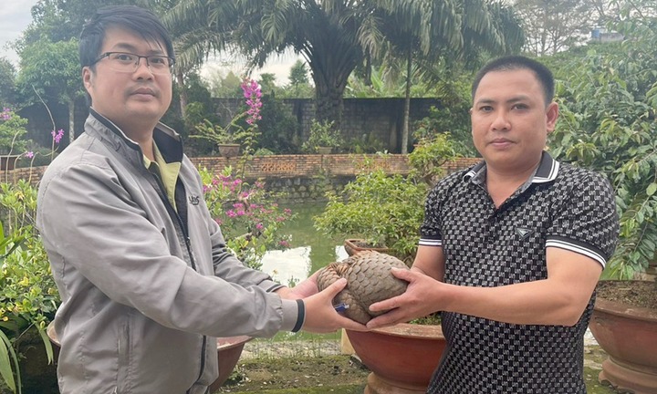 Nghe có tiếng động lạ ngoài sân, chủ nhà phát hiện cá thể tê tê quý hiếm