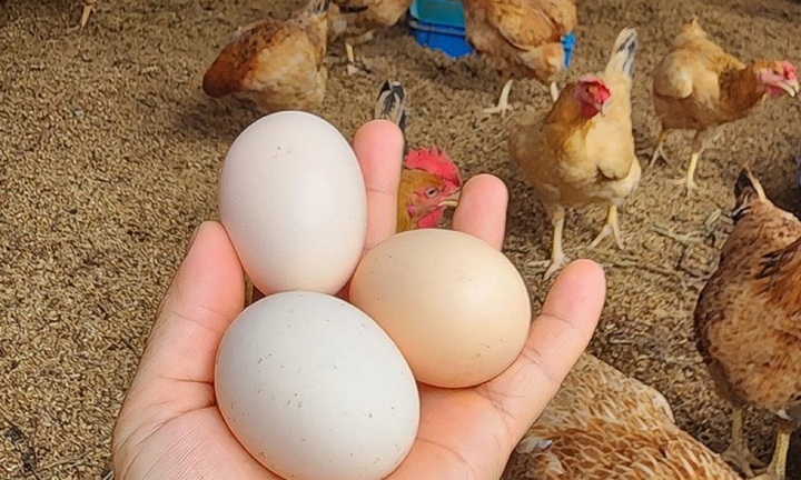 Nên chọn mua trứng gà quả to hay nhỏ?