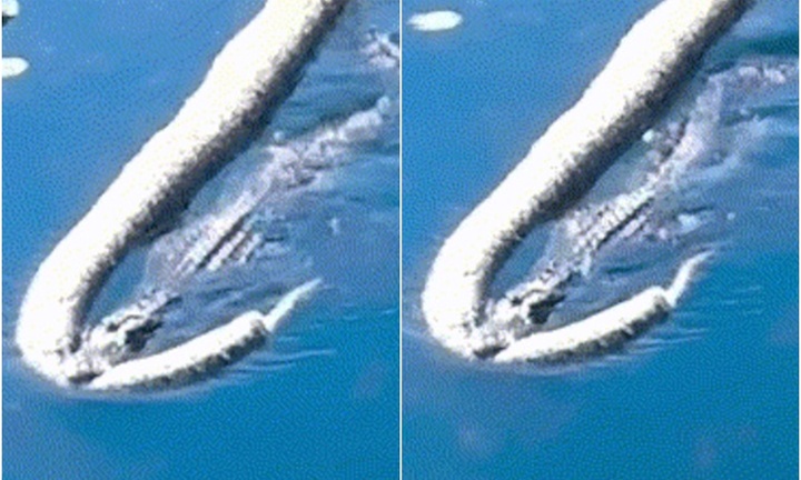 Clip: Kinh ngạc cảnh cá sấu lớn dài 3,6m kéo lê trăn Miến Điện khổng lồ