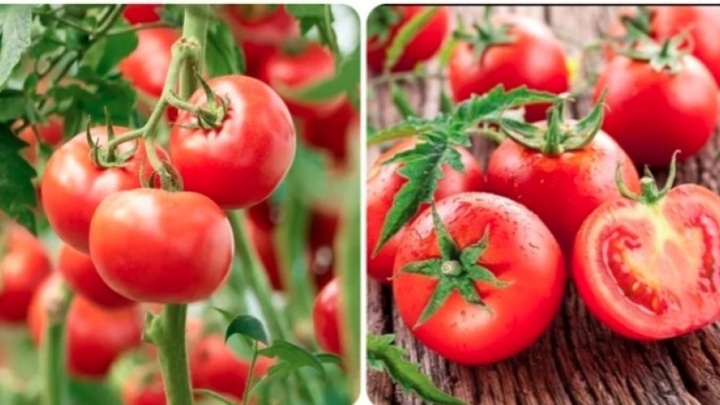 Cà chua được mệnh danh là