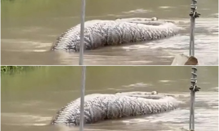 Clip: Trăn khổng lồ dài hơn 6m, bụng phình to khiến ai cũng 