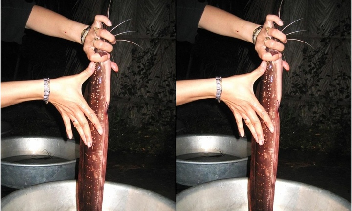 Độc lạ cá trê biết 