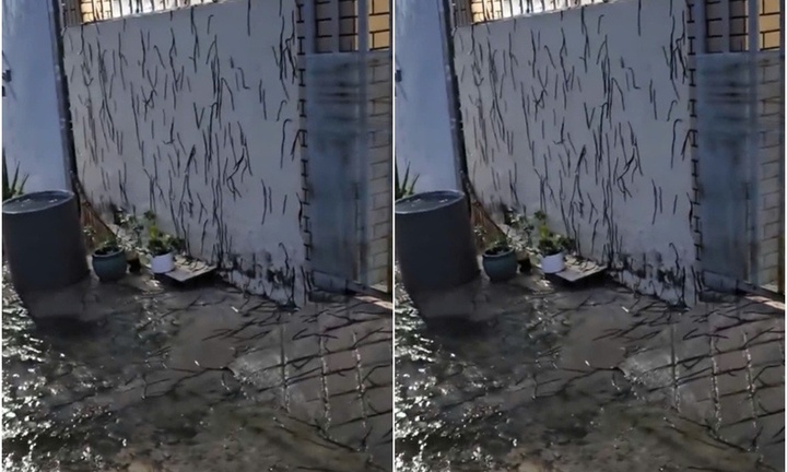 Tin thời sự mới nhất ngày 15/12: Hàng nghìn con giun leo tường nhà ở Vũng Tàu