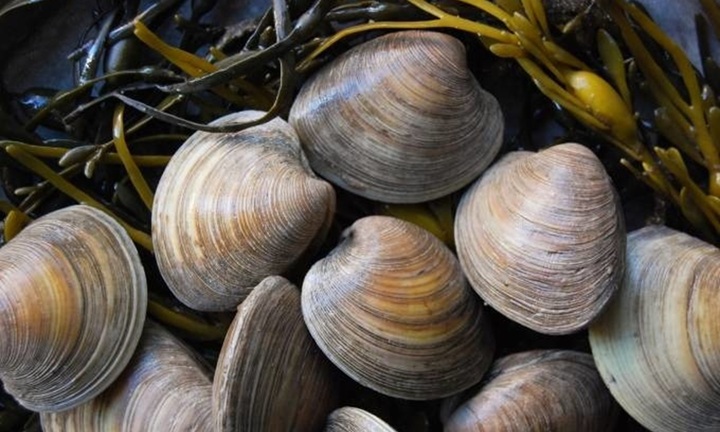 Bí quyết sống lâu có thể được tìm thấy ở nghêu, hàu?