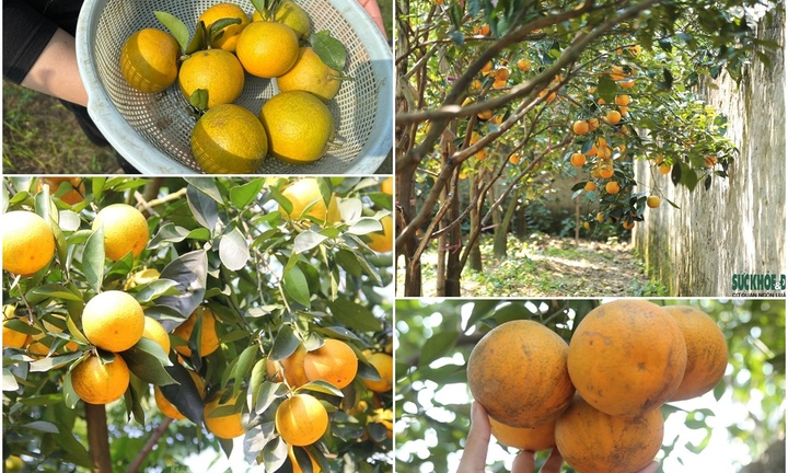 Cận cảnh loại cam