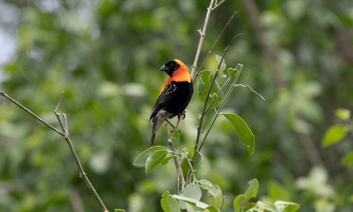 Cận cảnh loài chim có độc đầu tiên và duy nhất trên hành tinh