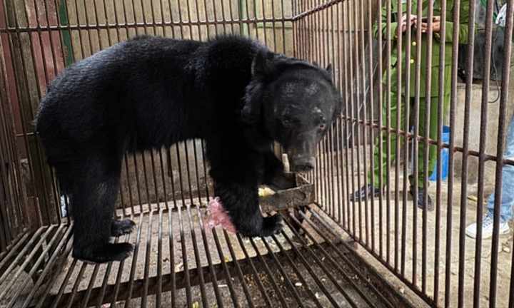 Lào Cai: Giải cứu 1 cá thể gấu ngựa quý hiếm sau 8 năm bị nuôi nhốt