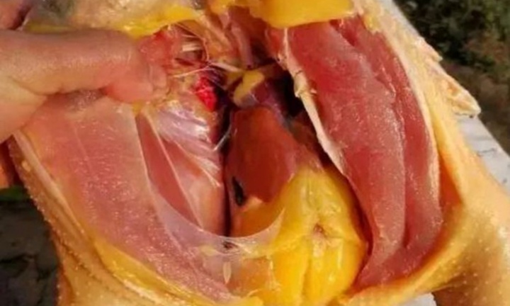 Cục mỡ ở bụng gà nên ăn hay vứt bỏ?