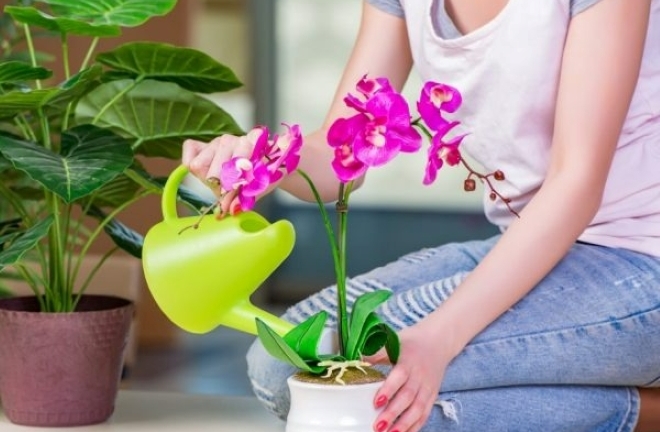 Cách tưới nước đơn giản giúp cây lan nở hoa quanh năm