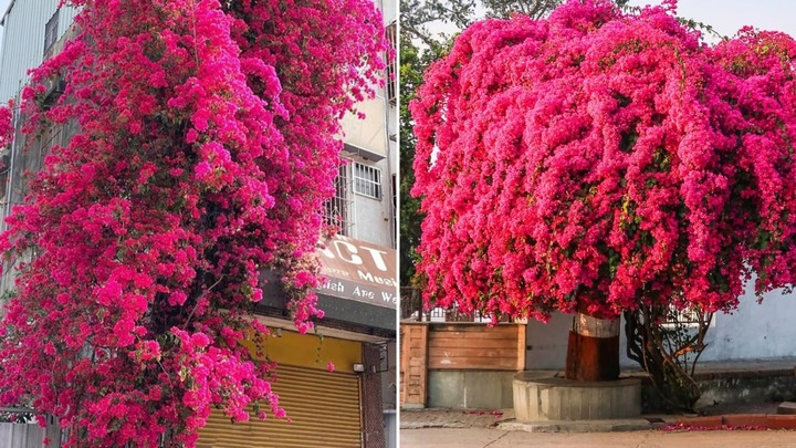 Làm thế nào để cây hoa giấy trổ bông đúng dịp Tết?