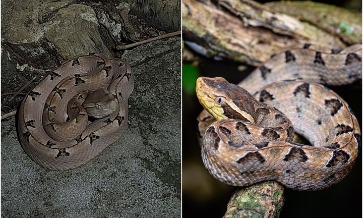 Loài rắn cực độc được ví như 