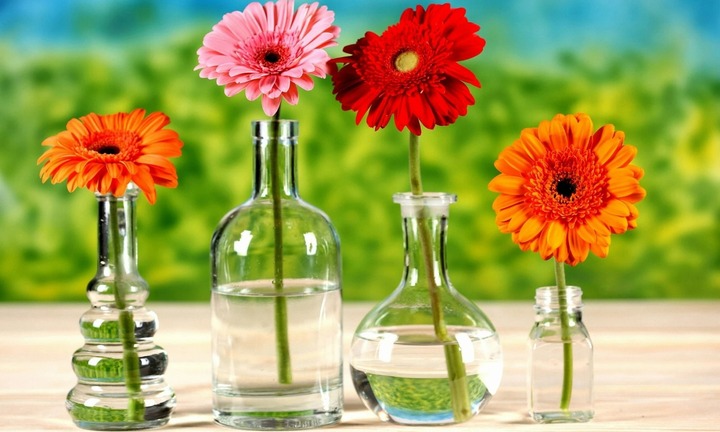 Cách dùng hoa đồng tiền chữa ho