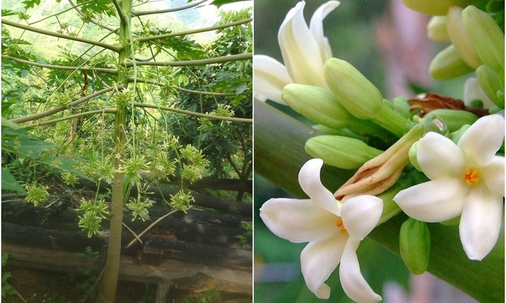 Hoa đu đủ đực tươi và hoa đu đủ đực khô dùng cái nào tốt hơn?