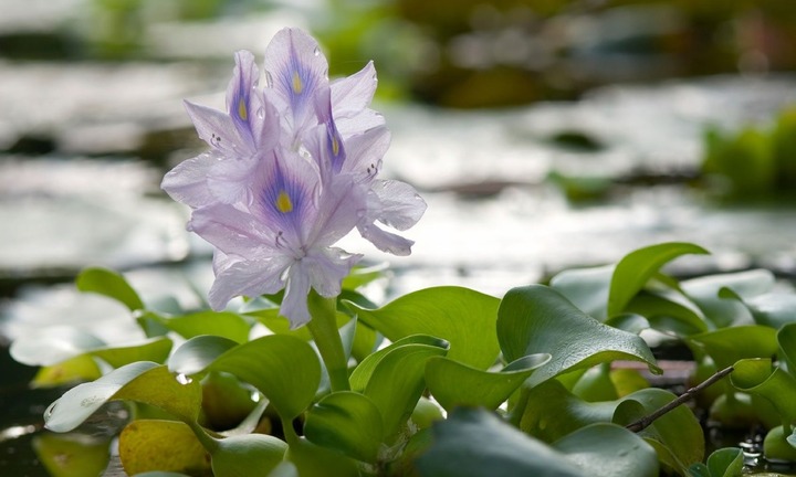 Loại cây Việt Nam dành cho gia súc nhưng lại là rau quý ở nước ngoài