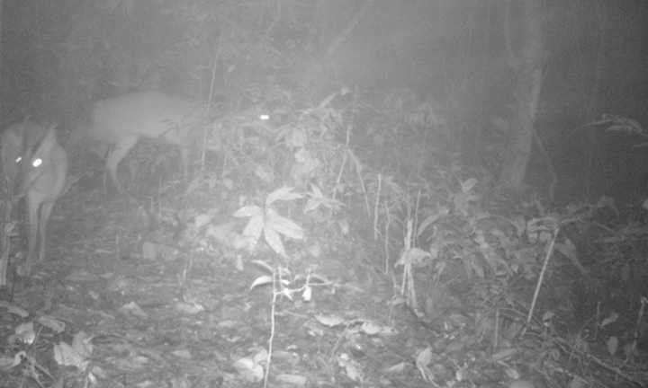 Phát hiện loài động vật được cho đã tuyệt chủng gần 100 năm tại Thanh Hóa