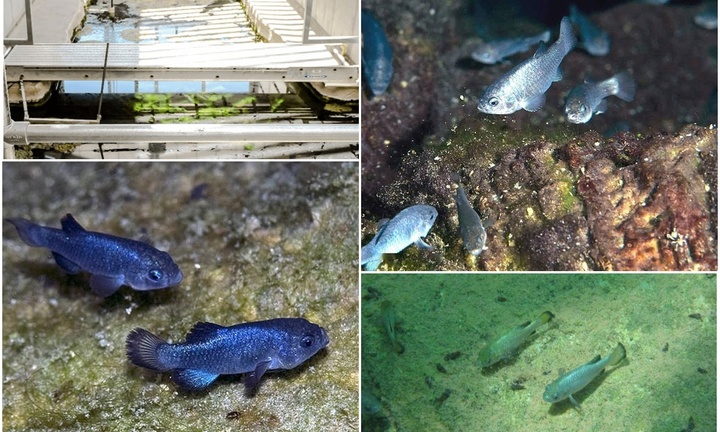 Bí ẩn loài cá quý hiếm, nhỏ xíu nhưng nghe tên 