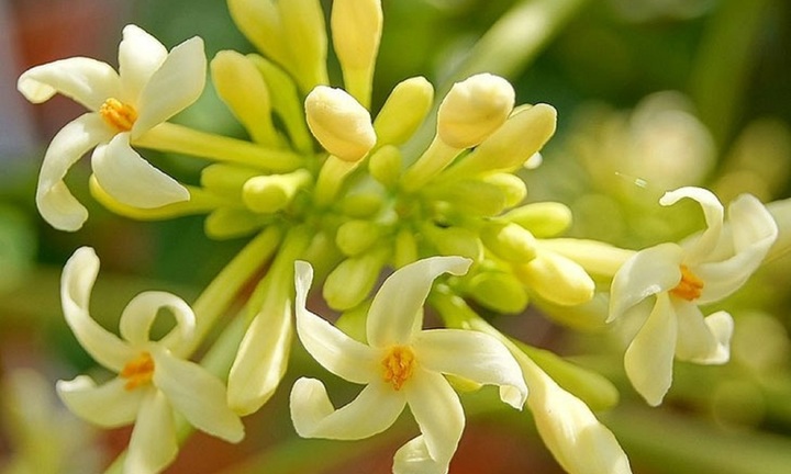 Hoa đu đủ đực 