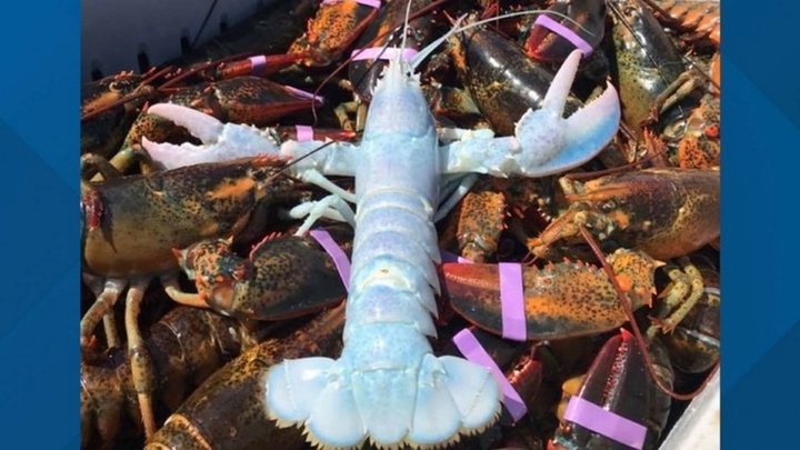 Loại tôm thuộc hàng “cực phẩm”, hình thù siêu dị- hiếm, muốn chiêm ngưỡng còn