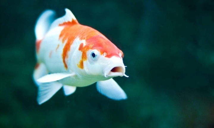 Con cá Koi 67 tỷ đồng giá ngang siêu biệt thự, lạ thay vẫn có đại gia 