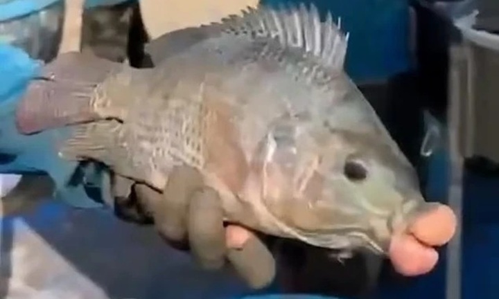 Cận cảnh con cá rô phi có cặp môi sưng phồng như bị phẫu thuật thẩm mỹ lỗi