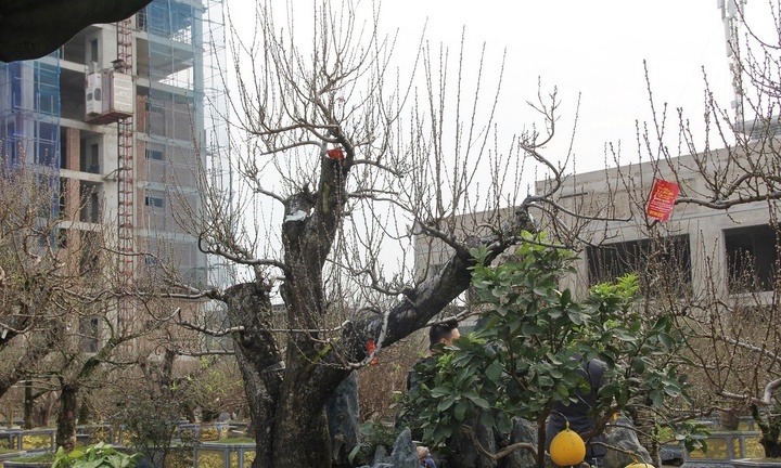 Choáng ngợp với đào cổ thụ trăm tuổi có giá bán 300 triệu đồng, cho thuê 150 triệu đồng