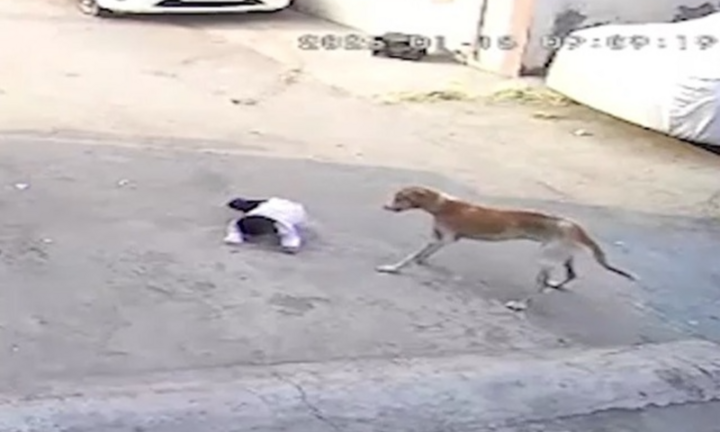 Clip: Trong lúc chơi đùa trước nhà, bé gái 3 tuổi bị chó hoang tấn công