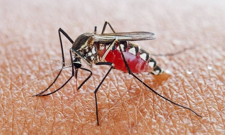 Hà Nội ghi nhận hơn 9.000 trường hợp mắc Sốt xuất huyết trong năm 2024