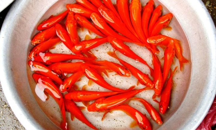 Chọn và thả cá chép cúng ông Công ông Táo thế nào mới đúng?