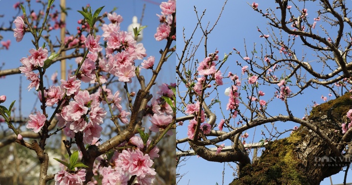 Đào cổ thụ hàng chục năm tuổi 