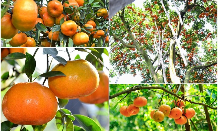 Loại quả quê xưa không ai ngó, nay thành hàng hiếm 