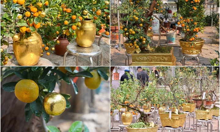 Quất Tứ Liên, nhất chi mai 