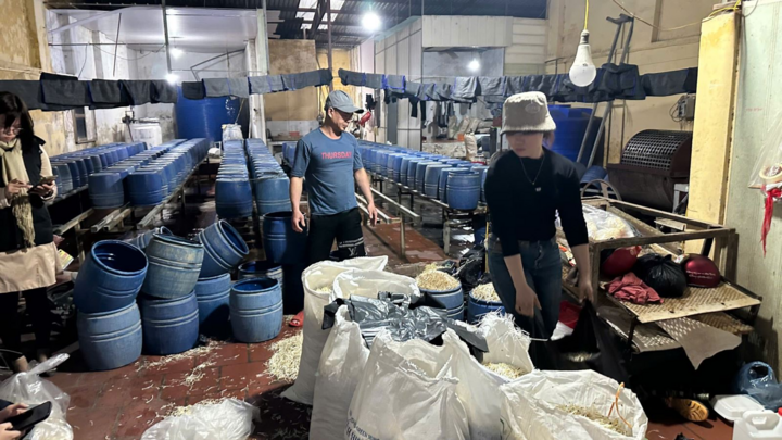 Bắt chủ cơ sở dùng chất cấm sản xuất 30 tấn giá đỗ ở Hưng Yên