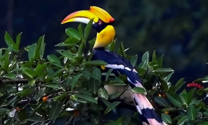 Chim quý Việt Nam sở hữu mỏ 