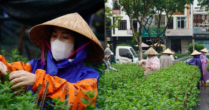 Vất vả dưới mưa rét, sinh viên