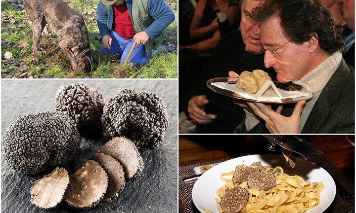 Bí mật về loại nấm là 