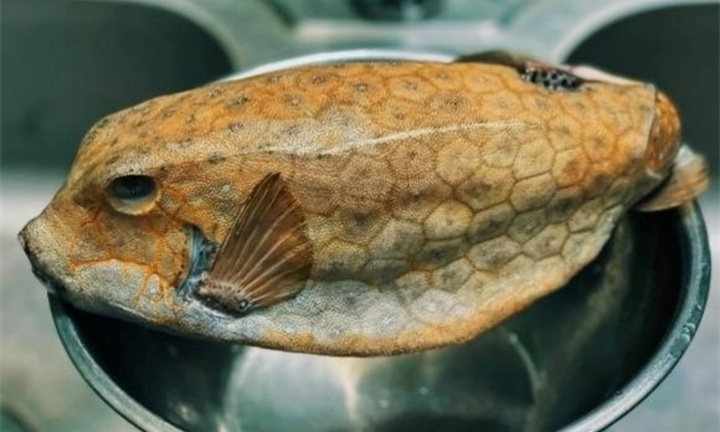 Loại cá xấu xí, giá cả triệu đồng, không phải ai có tiền cũng mua được