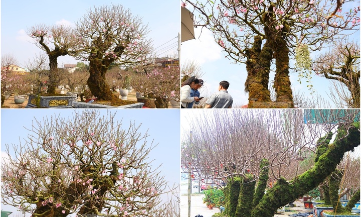 Cây đào cổ thụ 