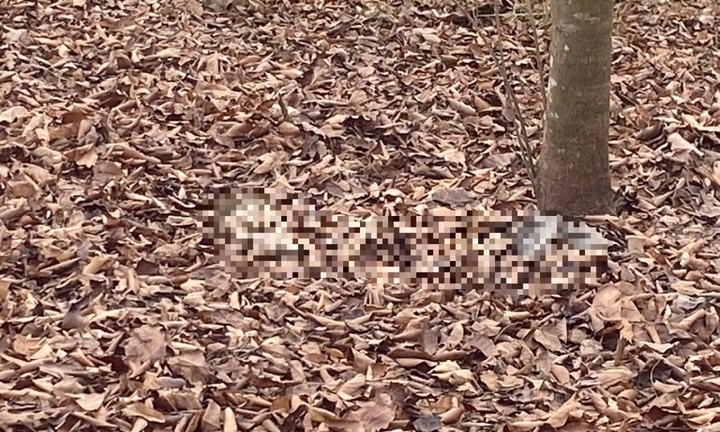 Vụ phát hiện bộ xương người tại khu dân cư ở TP.HCM: Hiện trường có gì?